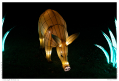 China Light Festival 2019