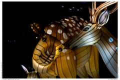 China Light Festival 2019