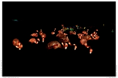China Light Festival 2019