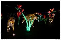China Light Festival 2019