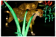 China Light Festival 2019