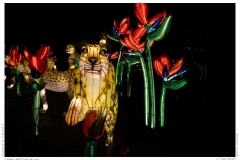 China Light Festival 2019