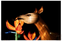 China Light Festival 2019