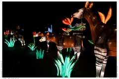 China Light Festival 2019