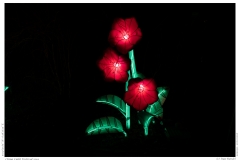 China Light Festival 2019