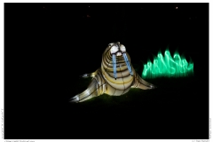 China Light Festival 2019