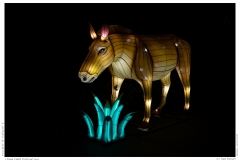 China Light Festival 2019