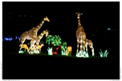 China Light Festival 2019