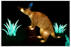 China Light Festival 2019