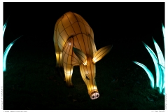 China Light Festival 2019