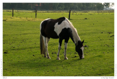 Pferd