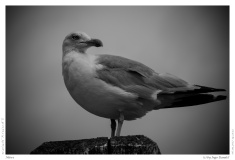 Möwe