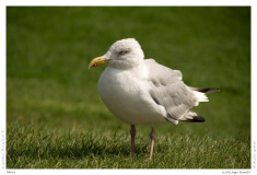 Möwe