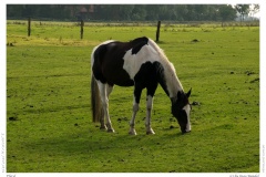 Pferd
