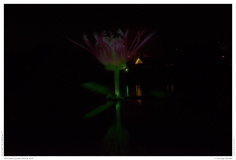 Christmas Garden Berlin 2018