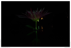 Christmas Garden Berlin 2018