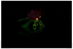 Christmas Garden Berlin 2018