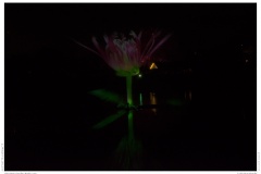 Christmas Garden Berlin 2018