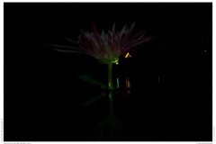 Christmas Garden Berlin 2018