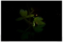 Christmas Garden Berlin 2018