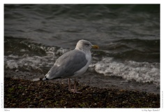 Möwe