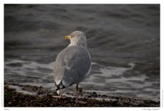 Möwe