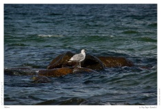 Möwe
