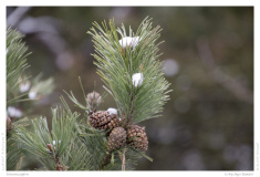 Tannenzapfen