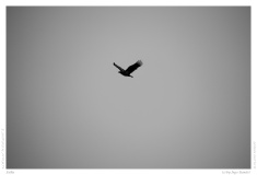 Falke