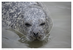 Robbarium St.Peter Ording