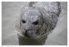 Robbarium St.Peter Ording