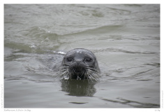 Robbarium St.Peter Ording