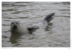 Robbarium St.Peter Ording