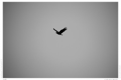 Falke Falke