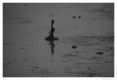 Sylt
