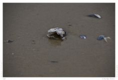 Sylt