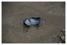 Sylt