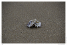 Sylt