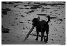 Sylt