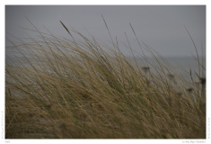Sylt