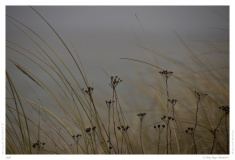 Sylt