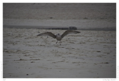 Sylt