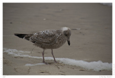 Sylt