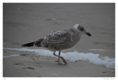 Sylt