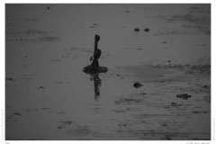 Sylt