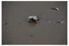 Sylt