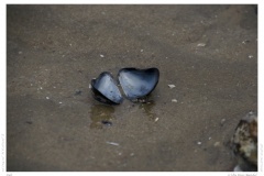 Sylt