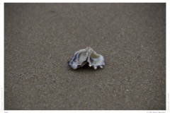 Sylt