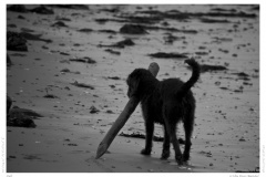 Sylt
