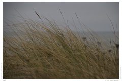 Sylt